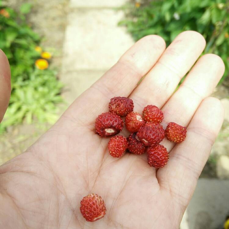 plant image 798259