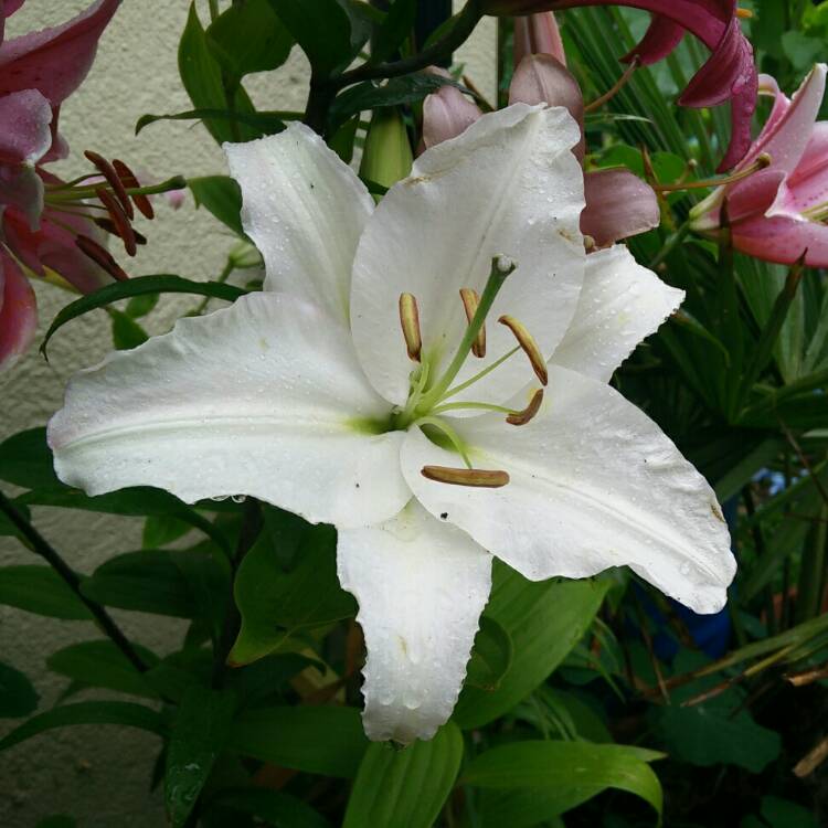 plant image 800282 plant image 800282
