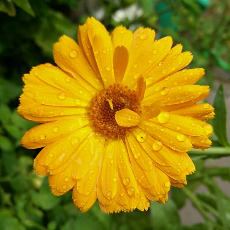 plant image 800283