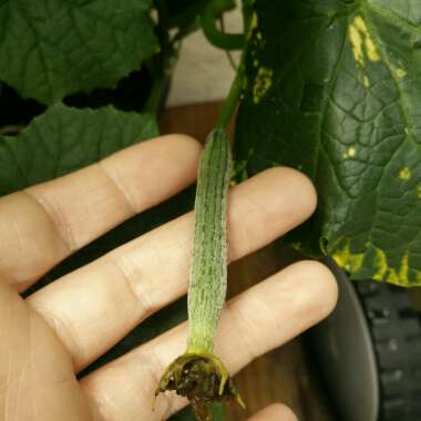 Luffa aegyptiaca