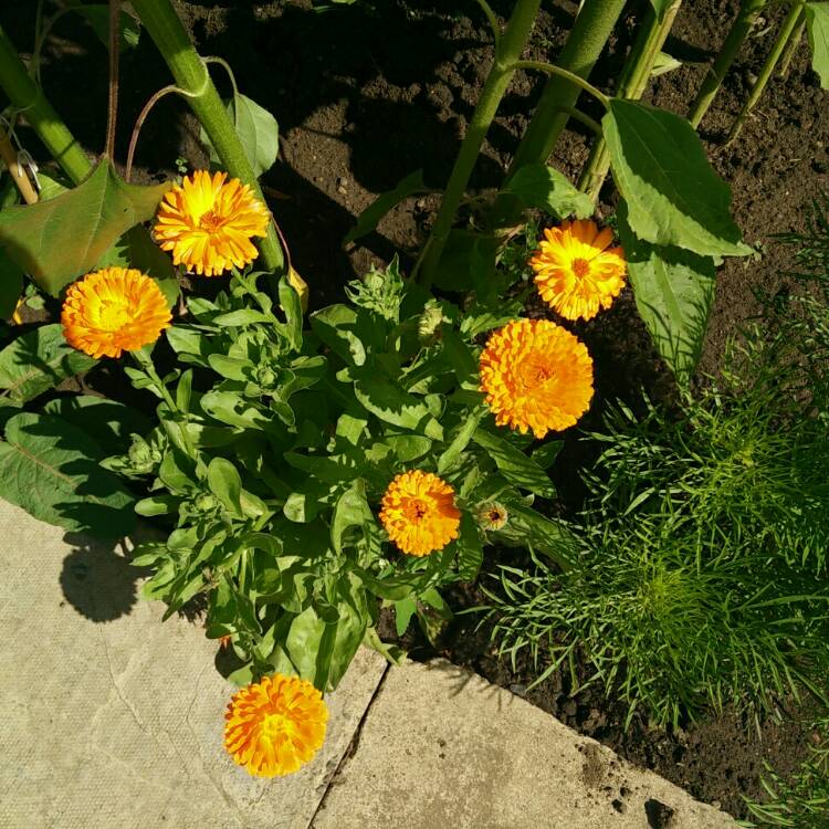 plant image 802949