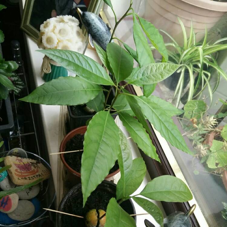 plant image 805491