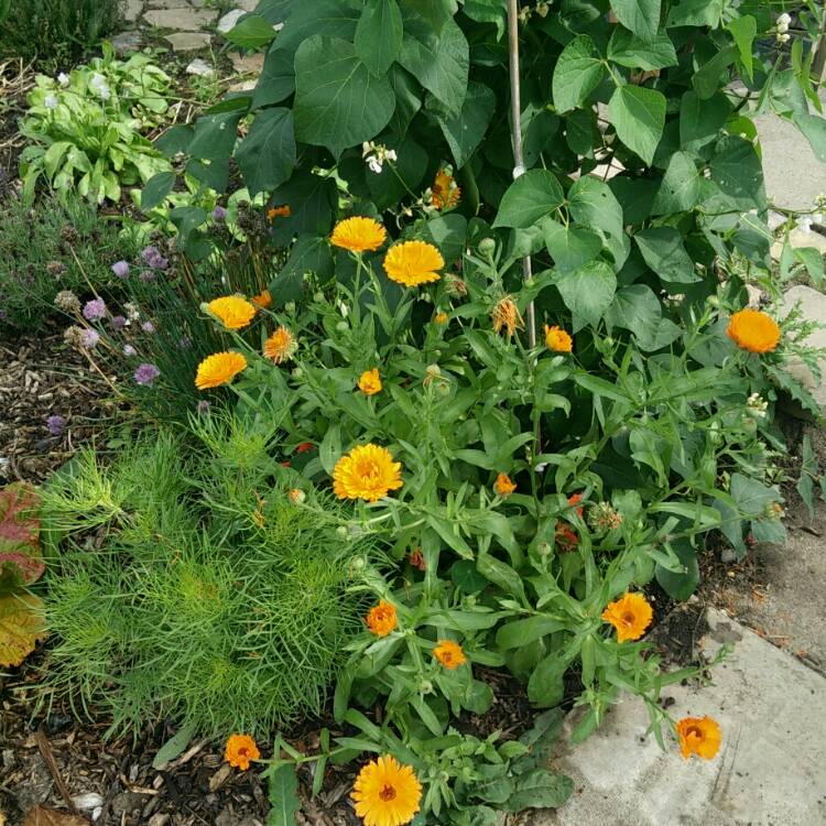 plant image 809424