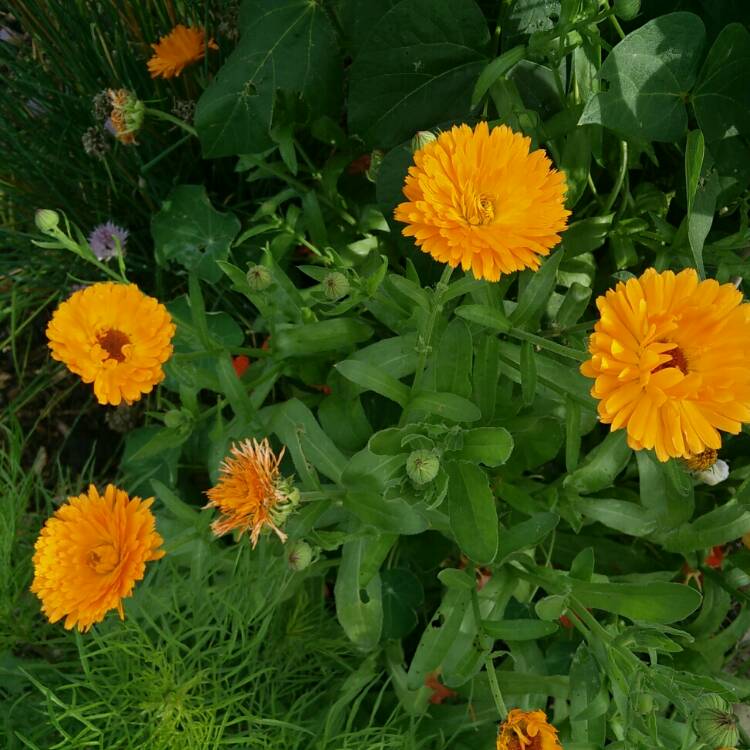 plant image 809425