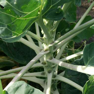 Brassica oleracea (Gemmifera Group) 'Brest'