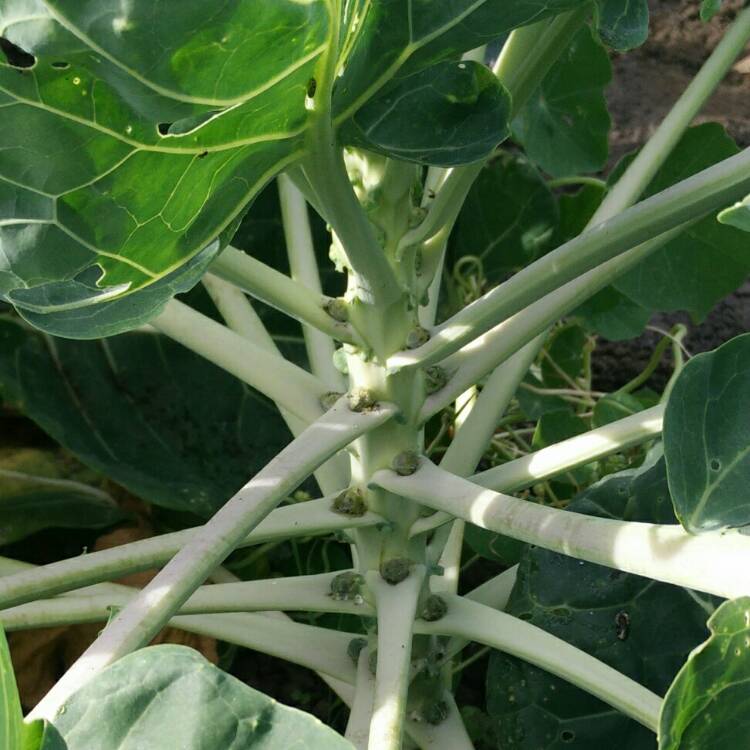 plant image 809433