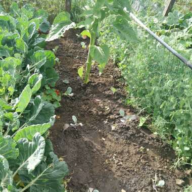 Brassica oleracea (Capitata Group)