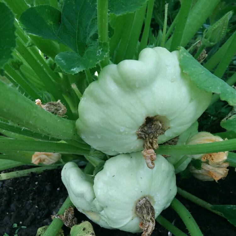 plant image 809440 plant image 809440