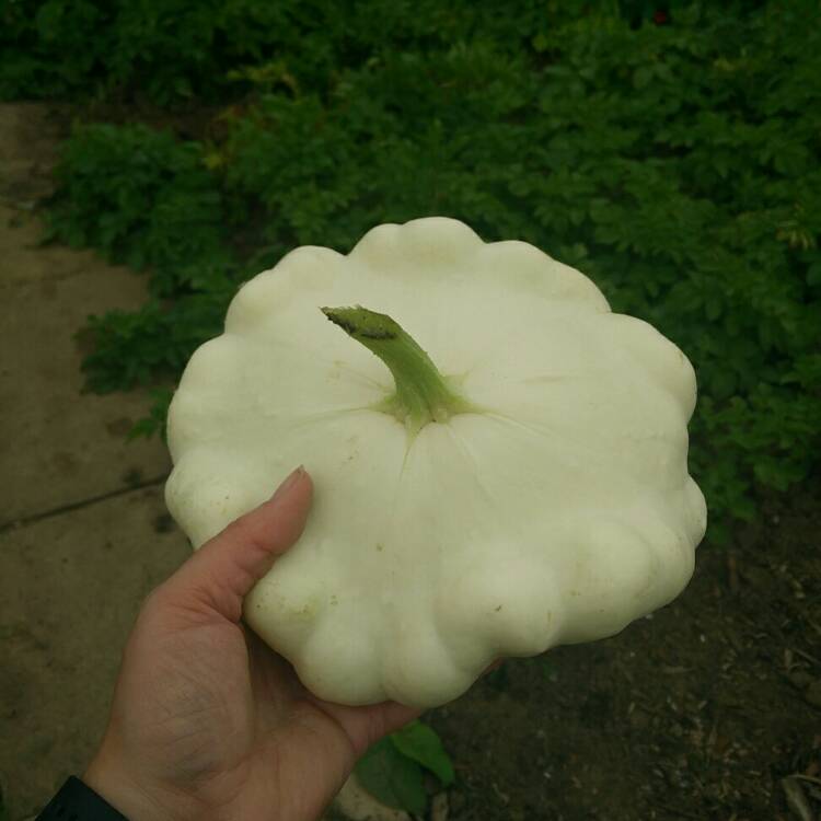 Plant image Cucurbita Pepo 'Sunburst Patty Pan'