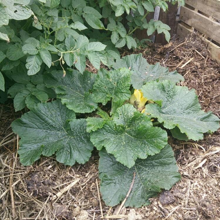 Cucurbita Pepo var. Cylindrica, Courgette - uploaded by @kimmy01