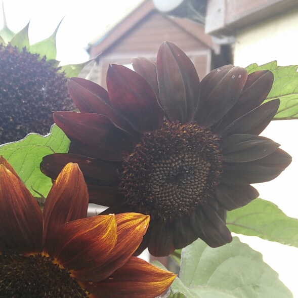 Plant image Helianthus annuus 'Black Magic'
