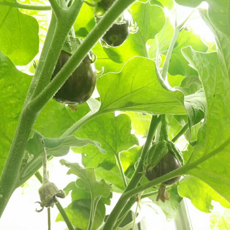 plant image 814194 plant image 814194