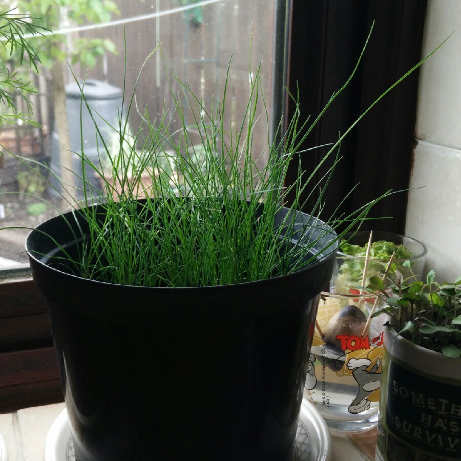 plant image 82001