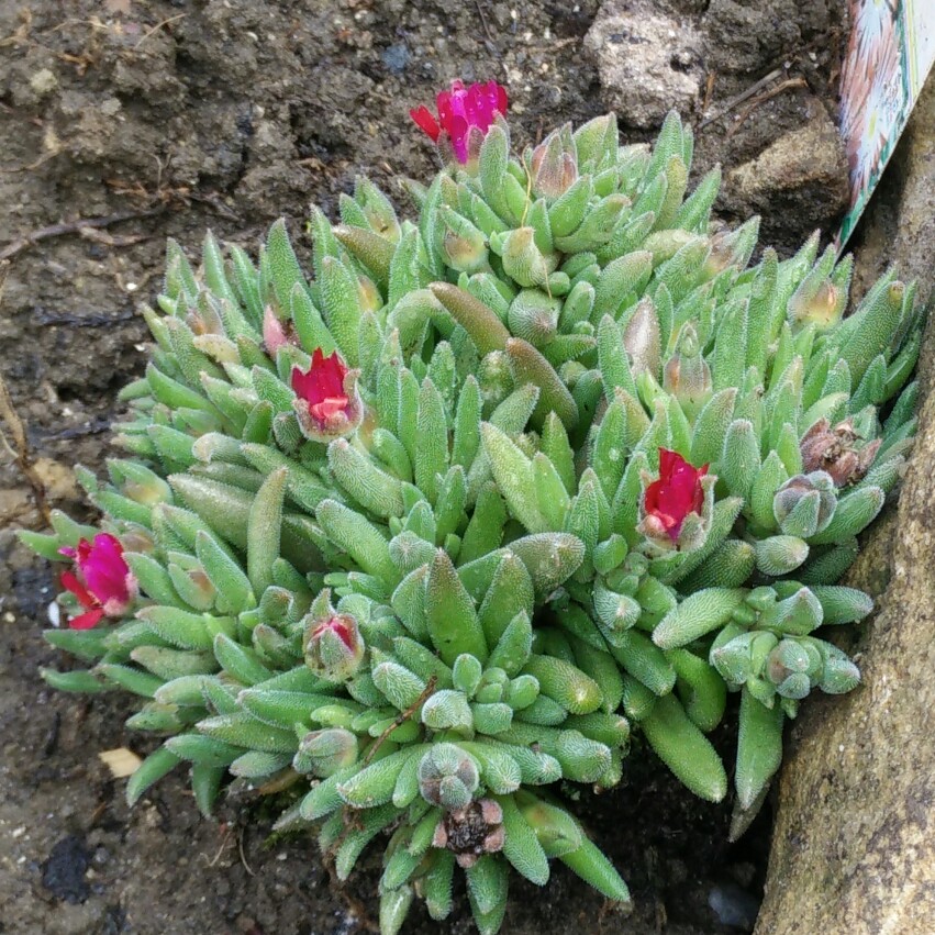 plant image 82236