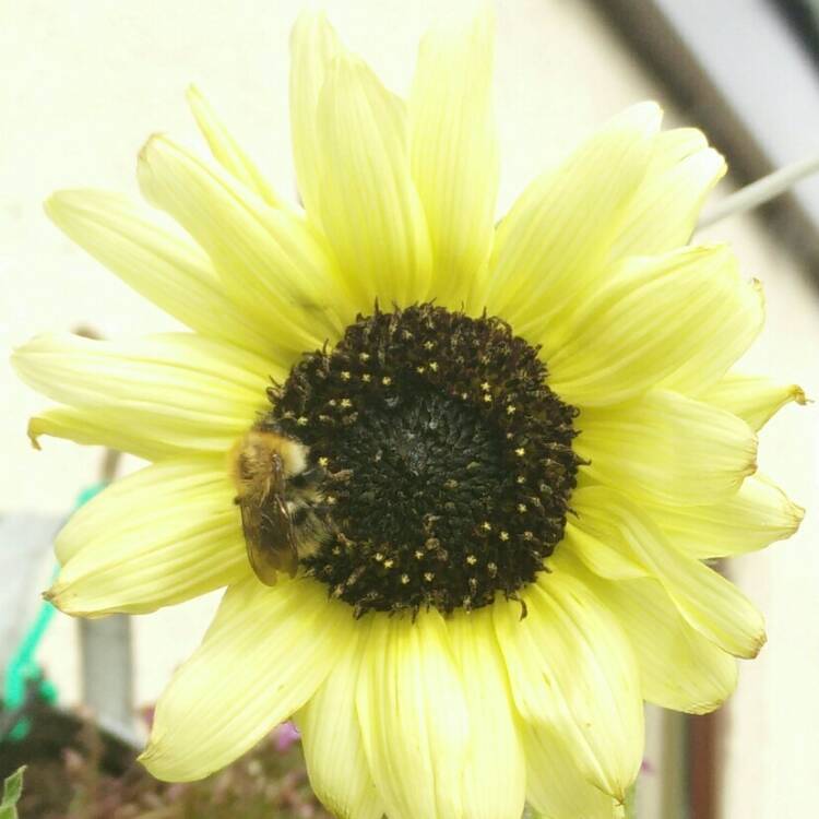 plant image 822470