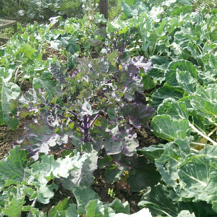 plant image 822659 plant image 822659