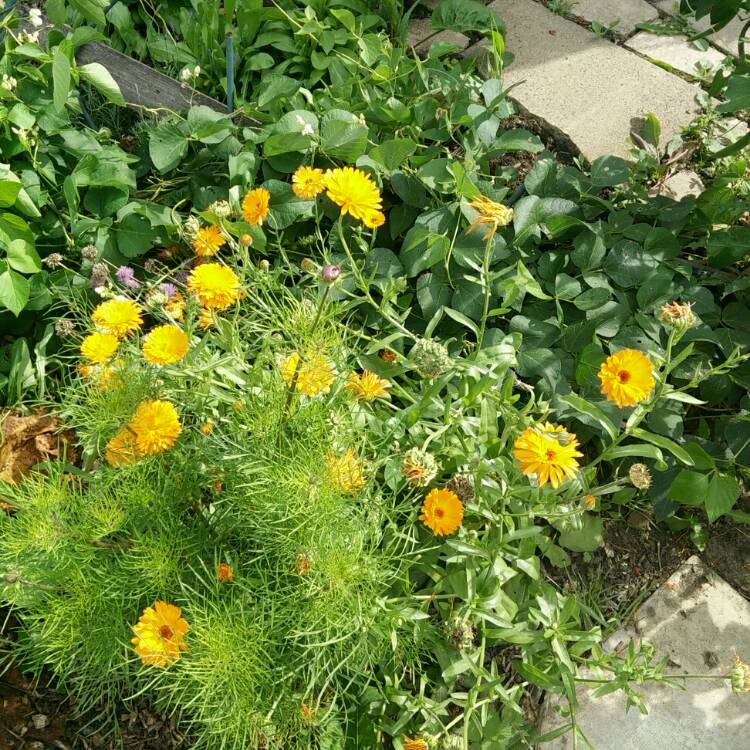 plant image 822665