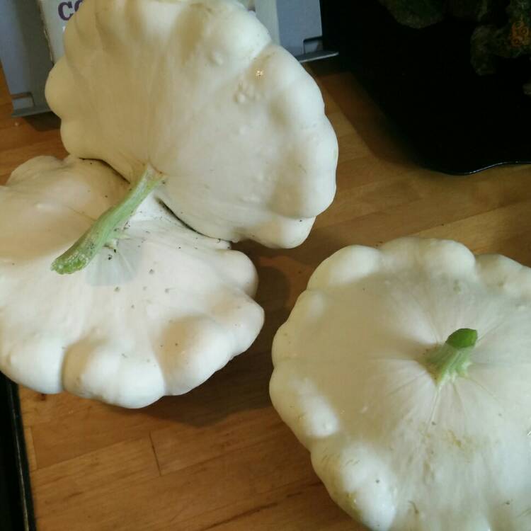 plant image 822715 plant image 822715