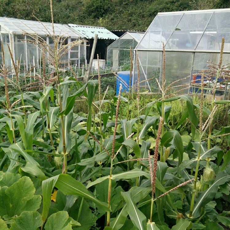 plant image 834429 plant image 834429