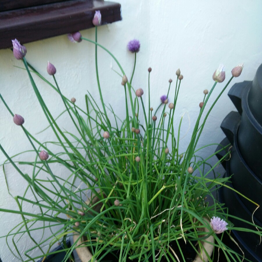 plant image 83572 plant image 83572