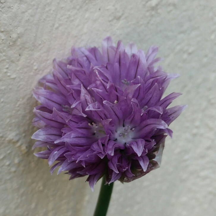 plant image 83575 plant image 83575