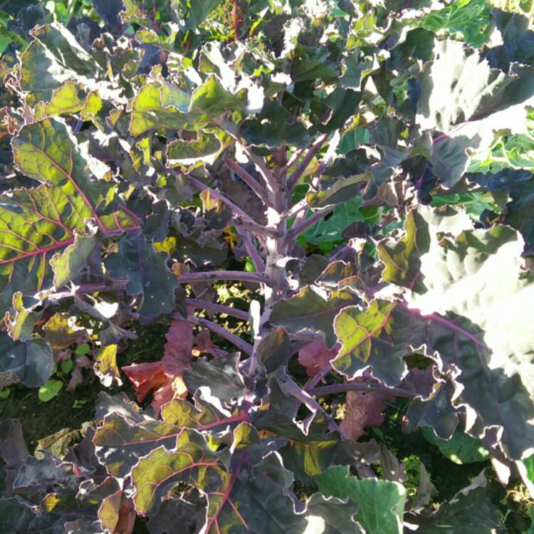 plant image 855684 plant image 855684