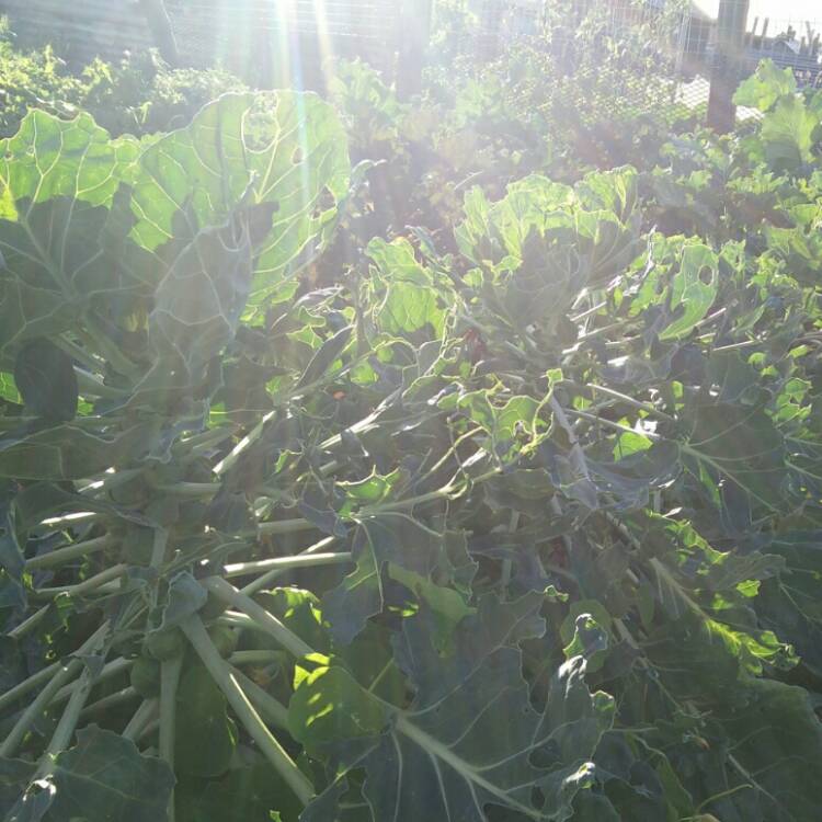 plant image 855685