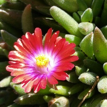 plant image 85742