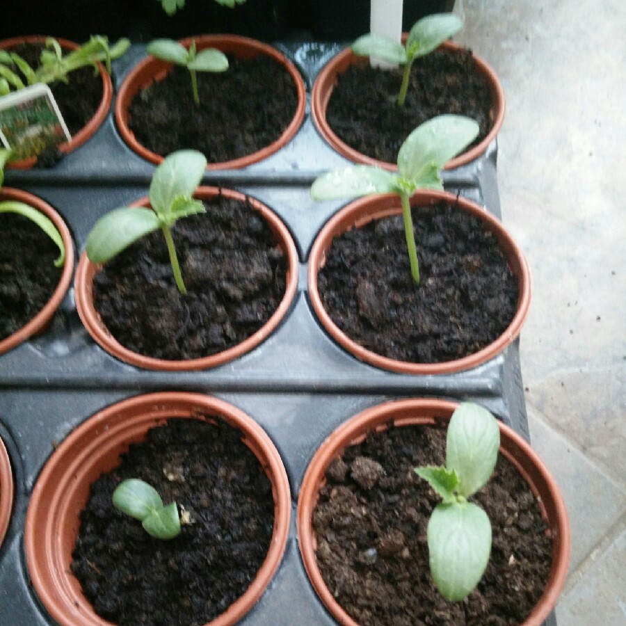 plant image 87740 plant image 87740