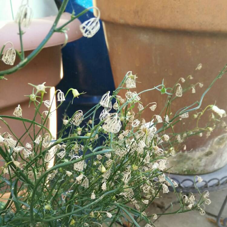 plant image 878321