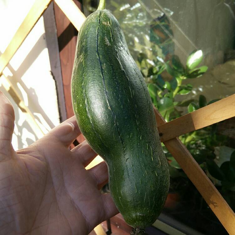 plant image 878330 plant image 878330