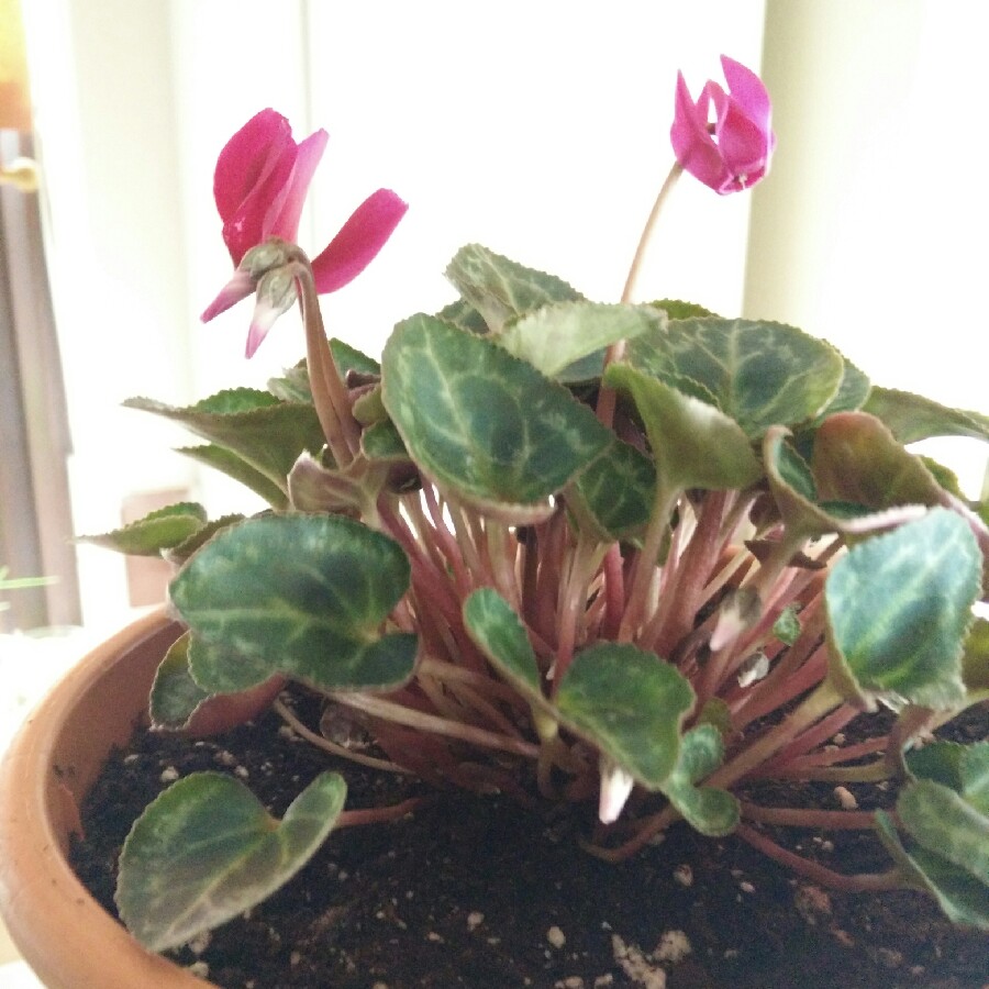 plant image 89274 plant image 89274