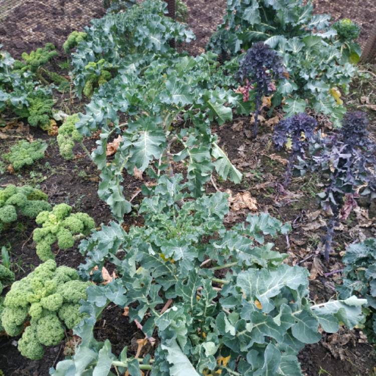 plant image 928072 plant image 928072