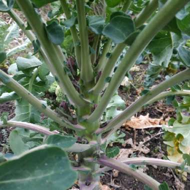 Brassica oleracea (Italica Group) 'Purple Sprouting'