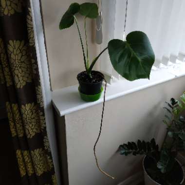 Monstera deliciosa 'Tauerii'
