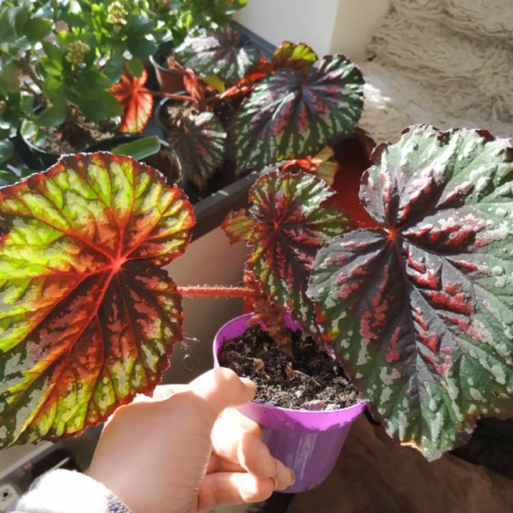 Begonia (Rex Cultorum Group) 'African Jungle' syn. Begonia rex 'African  Jungle', Rex Begonia 'African Jungle' - uploaded by @kimmy01