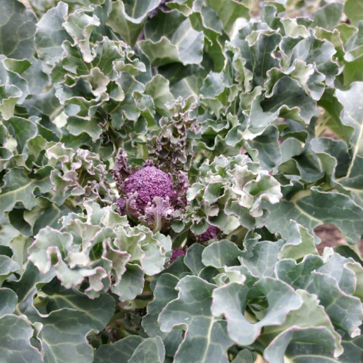 plant image 938778 plant image 938778