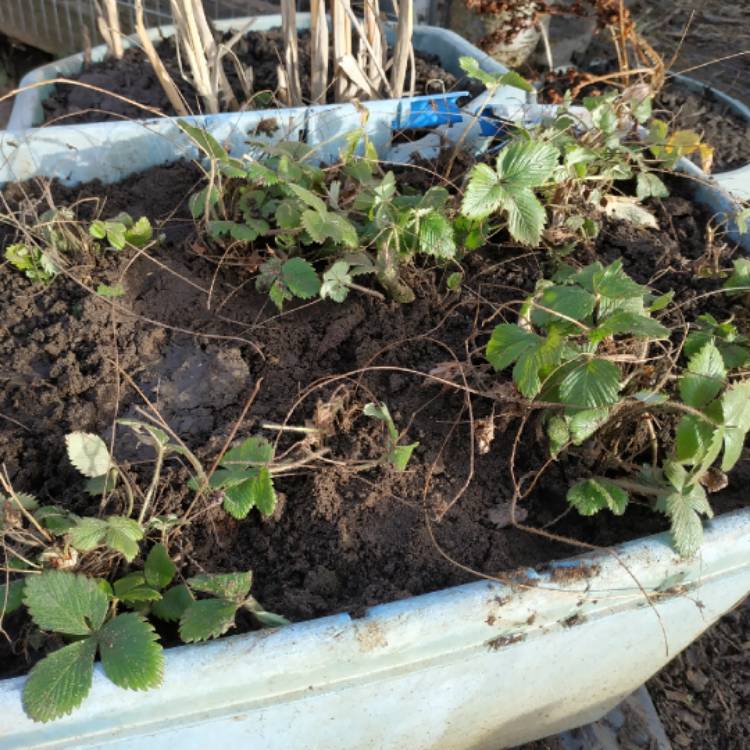 plant image 939410