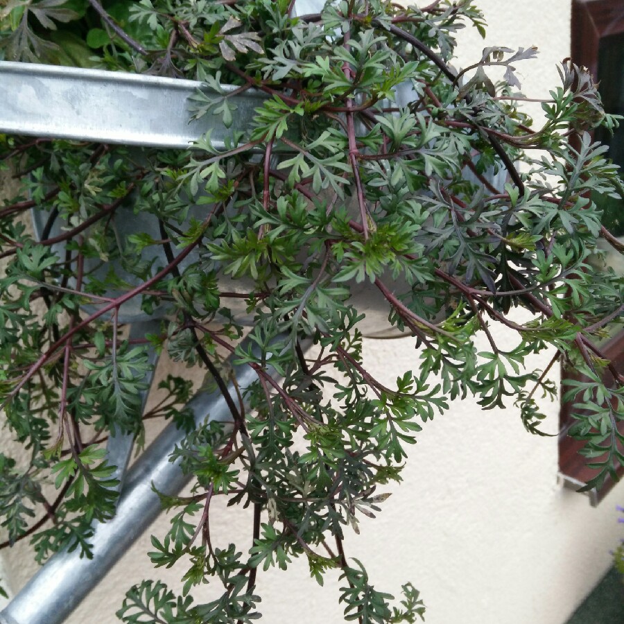 plant image 94688