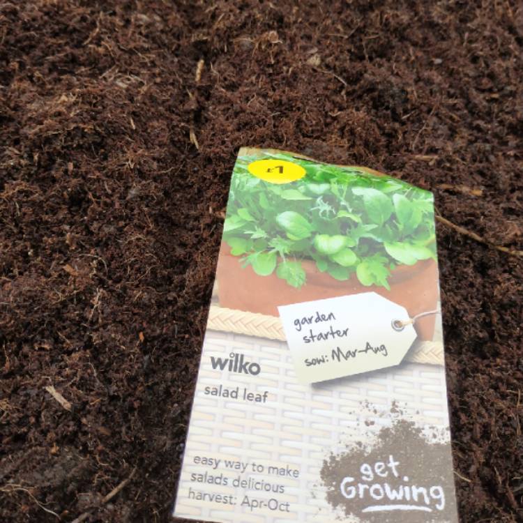 plant image 957861