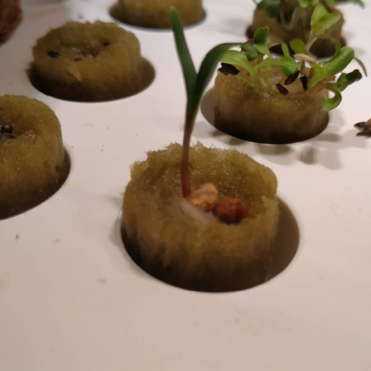 plant image 966528