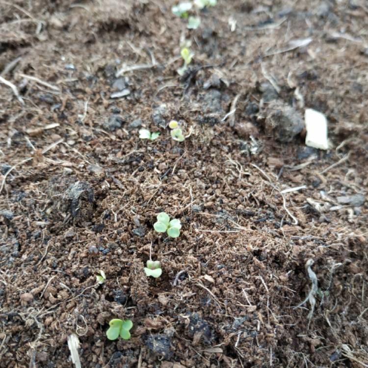plant image 966790