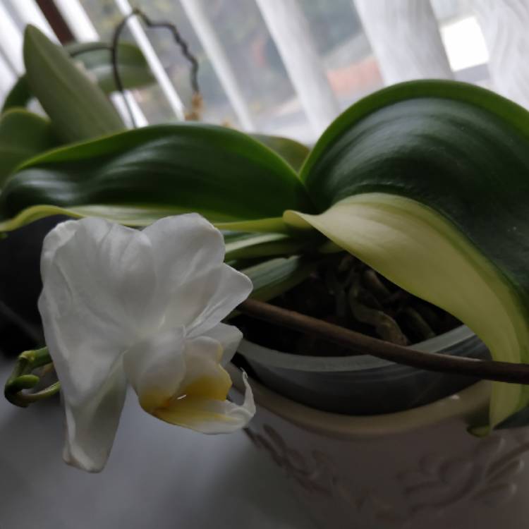 plant image 969644
