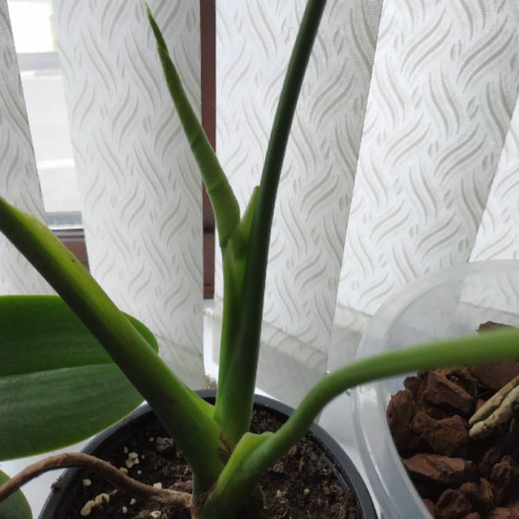 plant image 969653