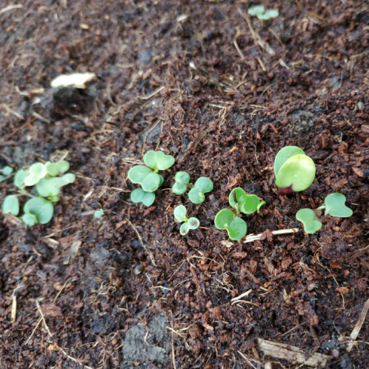 plant image 973403