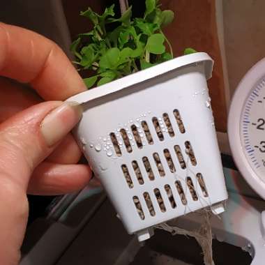 Lactuca sativa