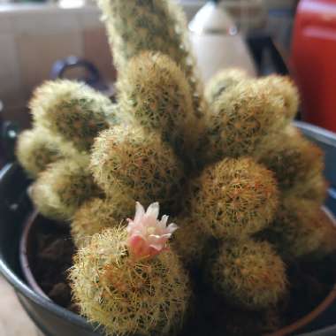 Mammillaria elongata