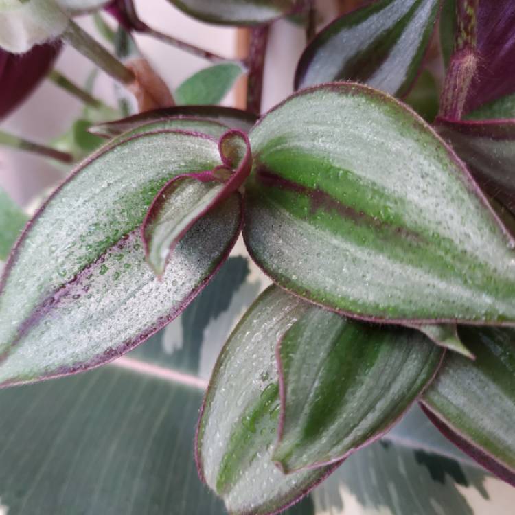 plant image 996431