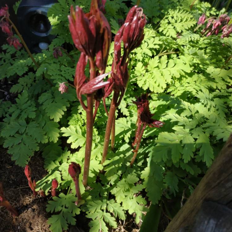 plant image 996477