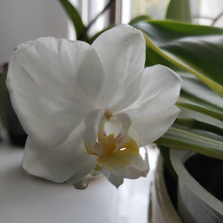 plant image 997689